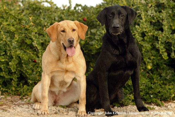 Black and Yellow Labrador Retrievers 