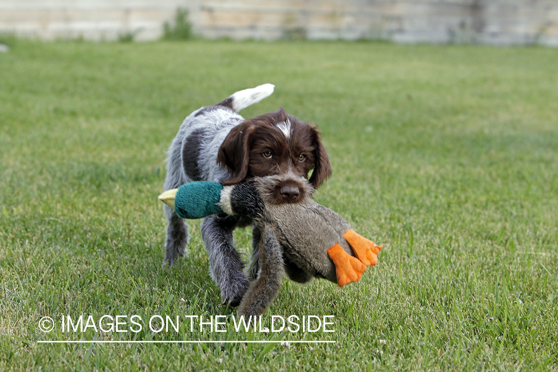 Wirehaired pointing griffon puppy with toy in grass. 