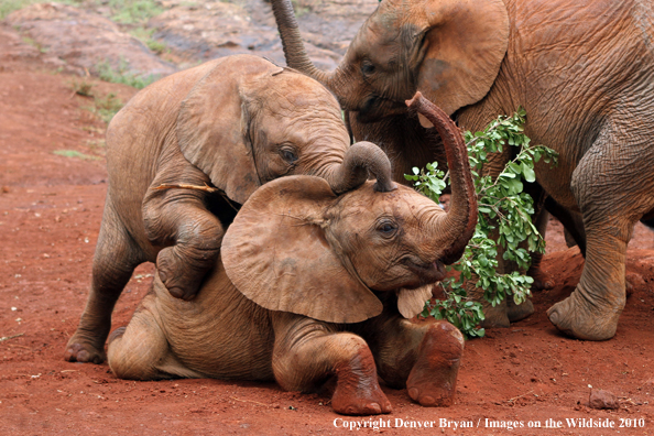 African Elephant (calves with cow)