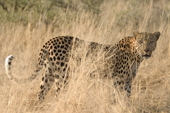 Leopard in habitat. Africa