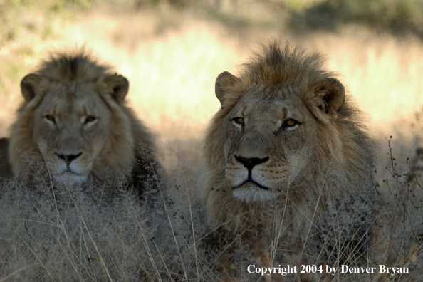 Male African lions in habitat. Africa