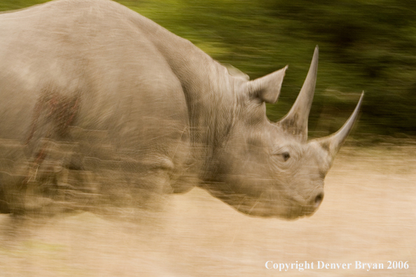 Black rhino in Africa.