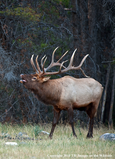 Rocky mountain elk in habitat.