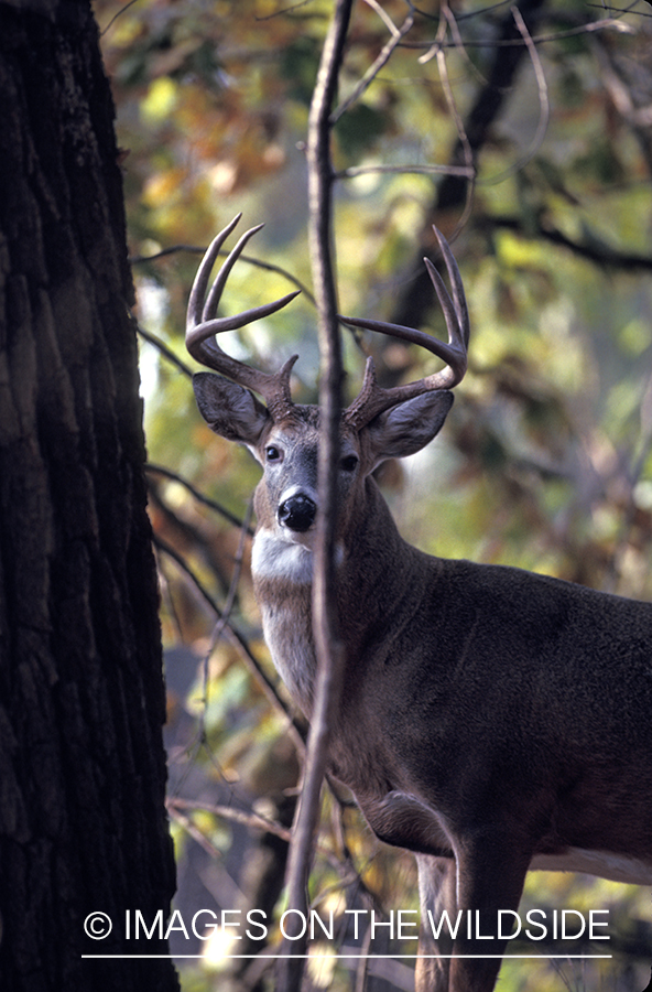 Whitetail deer in habitat.