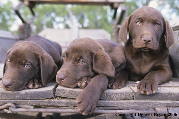 Chocolate labrador puppies lounging.