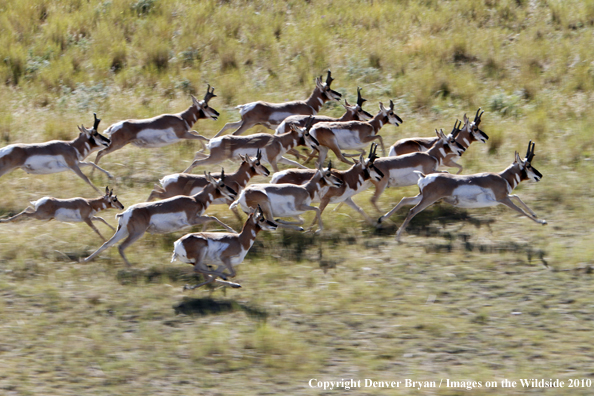 Pronghorned Antelope