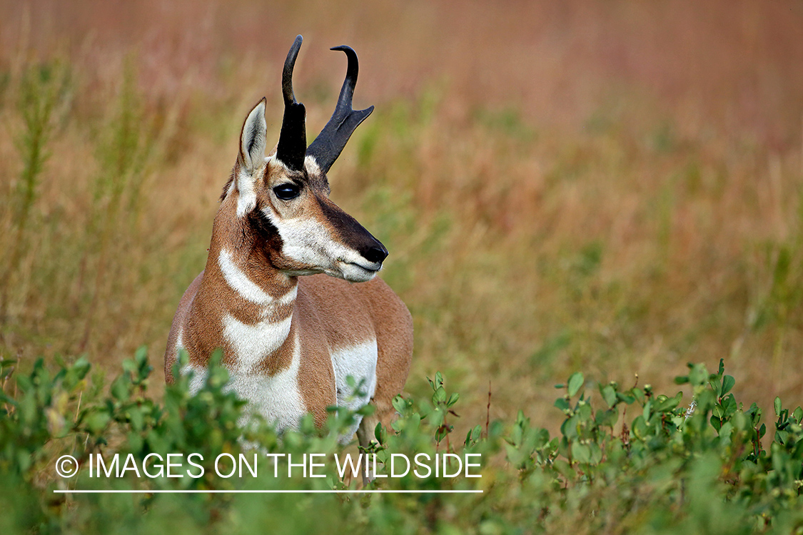 Pronghorn antelope in field.