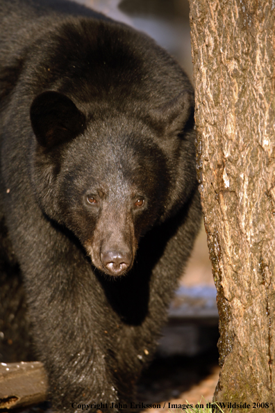 Black Bear in habitat