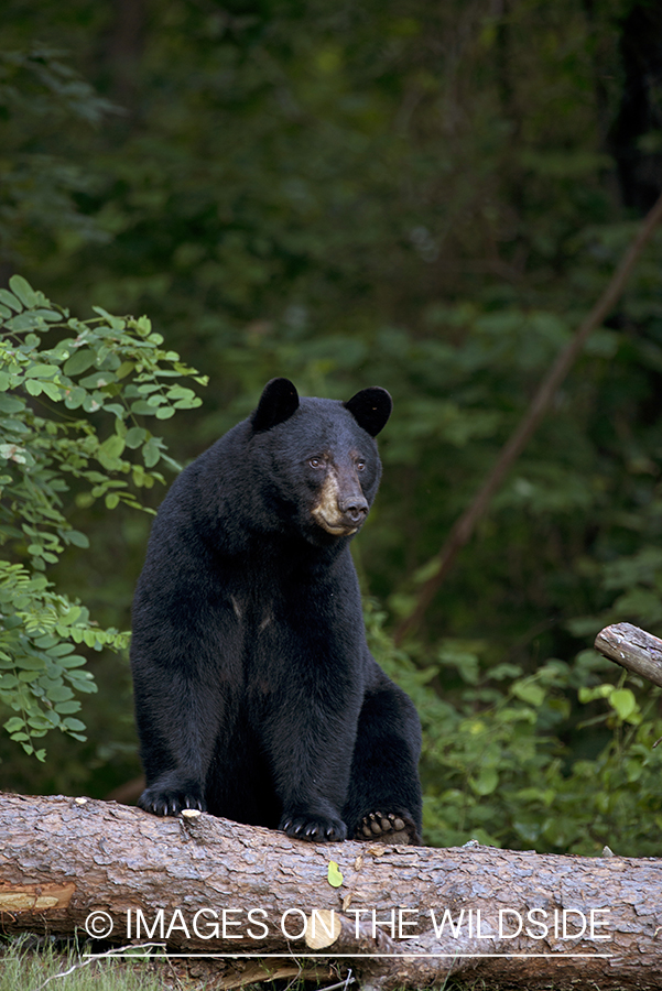 Black Bear in habitat.