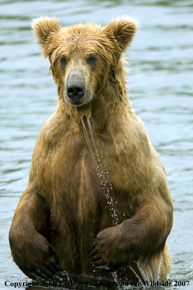 Brown bear in water