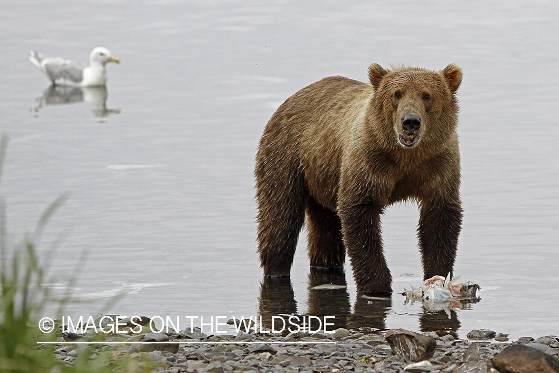 Brown Bear in alaskan habitat. 