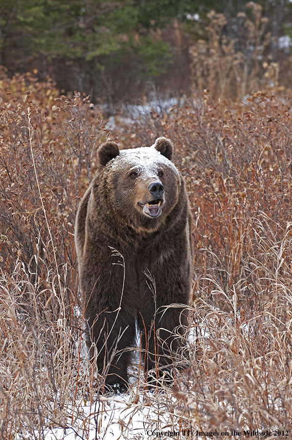 Grizzly Bear in habitat.