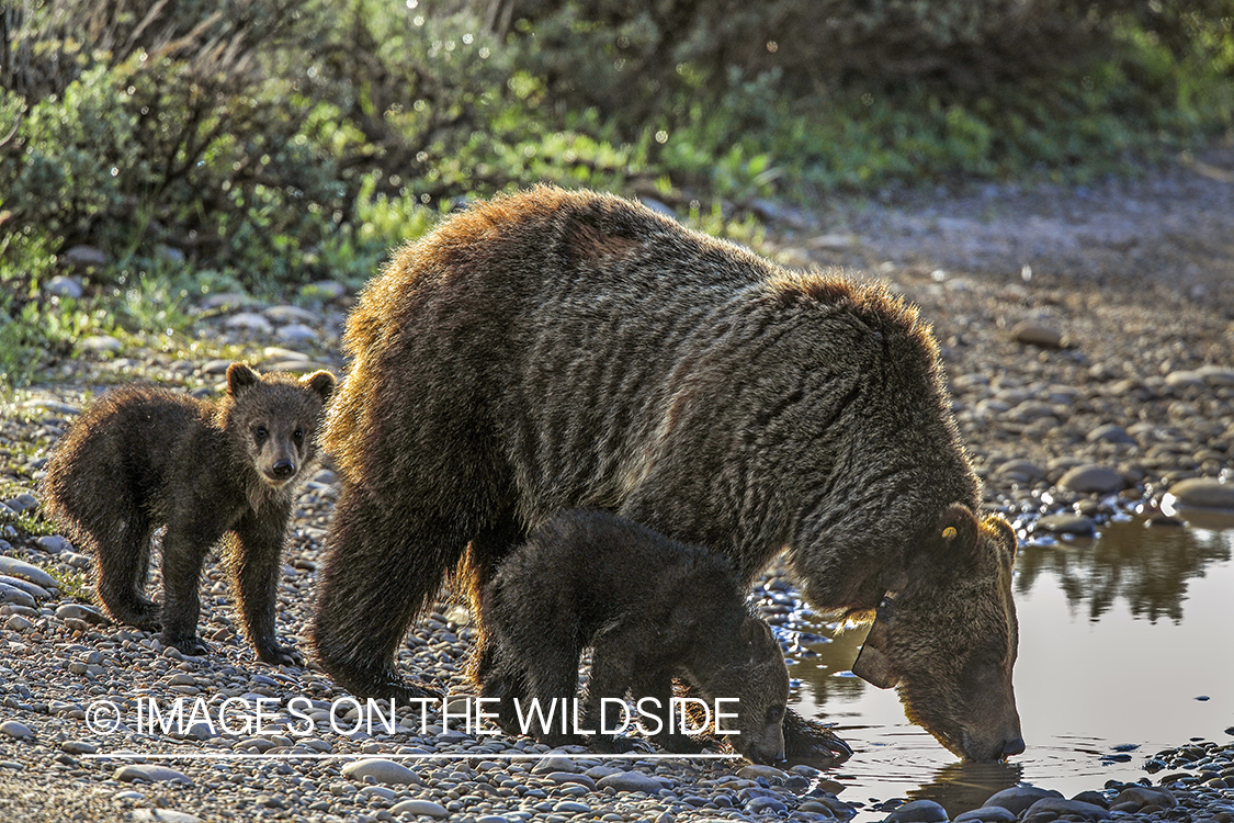 Grizzly bear sow with cubs.