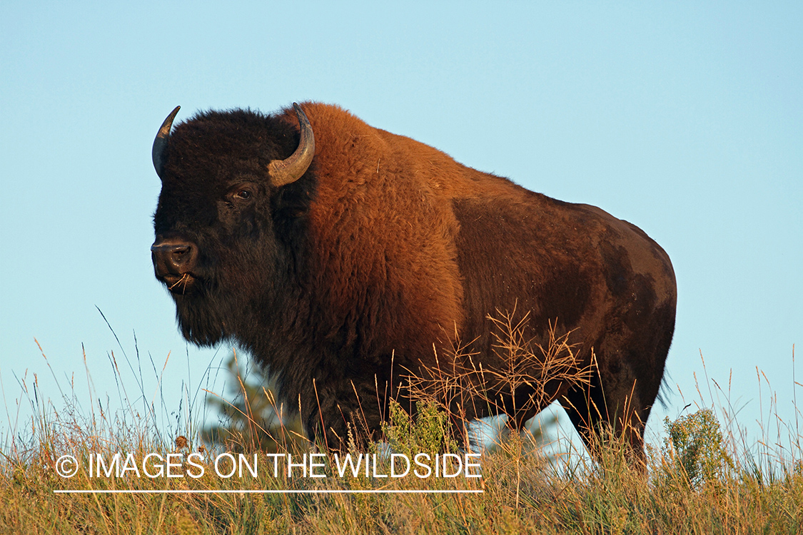 American Bison bull in habitat.