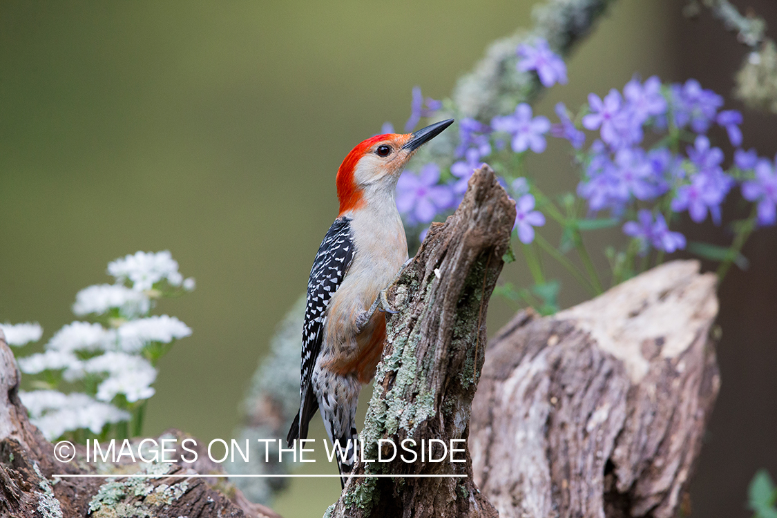 Red-bellied woodpecker in habitat. 