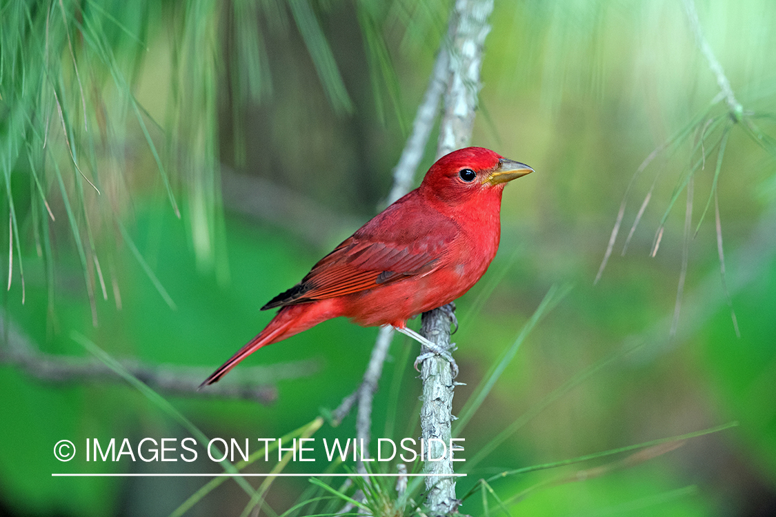 Summer Tanager on branch.