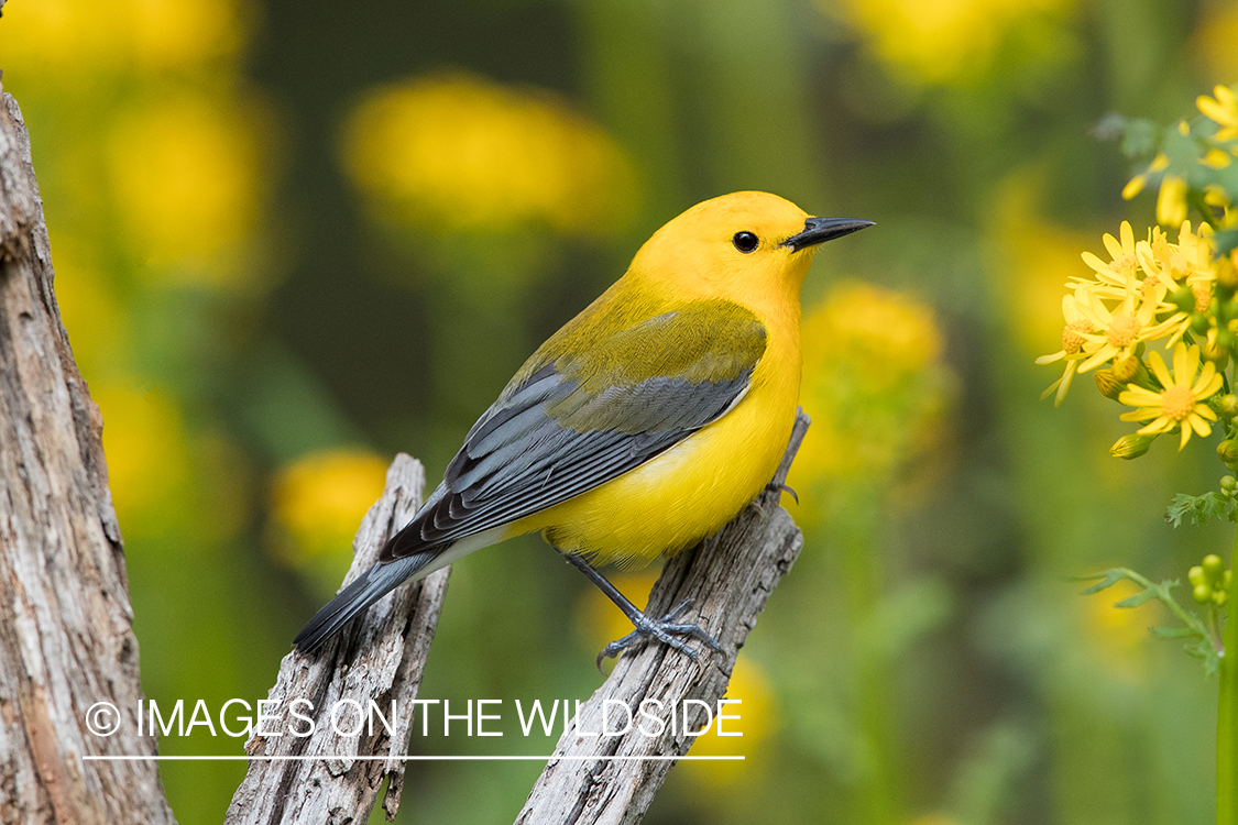 Prothonotary Warbler on branch.