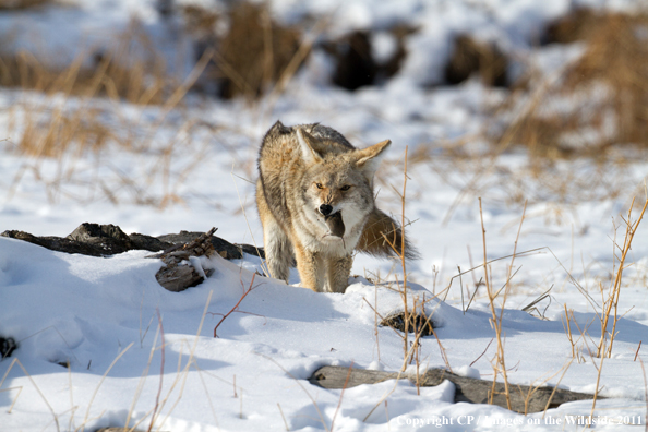 Coyote eating meadow vole. 