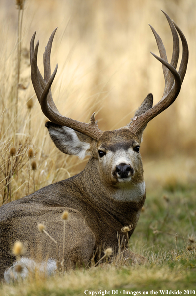 Mule buck in habitat. 