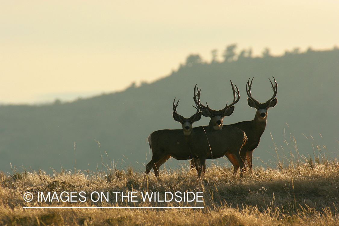 Mule deer in habitat. 