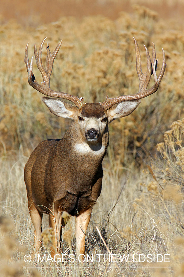 Mule deer buck in habitat. 