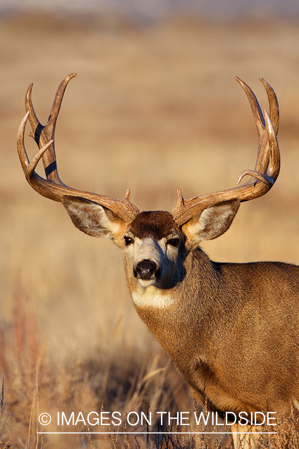 Mule Deer buck in habitat.