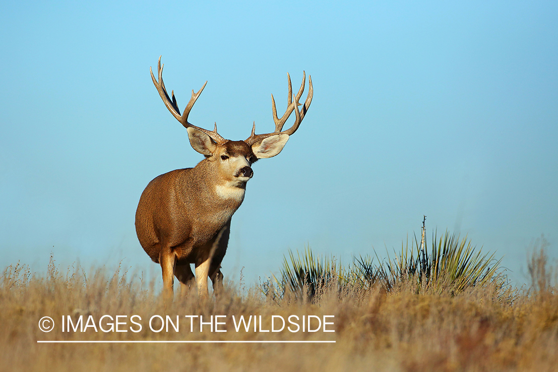 Mule deer buck in field.