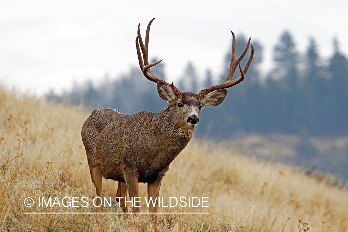 Mule deer buck in field.