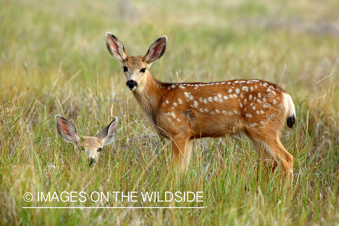 Fawn in field.