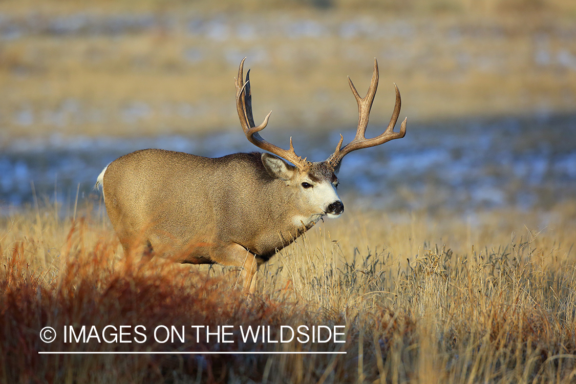 Mule deer buck in winter field.