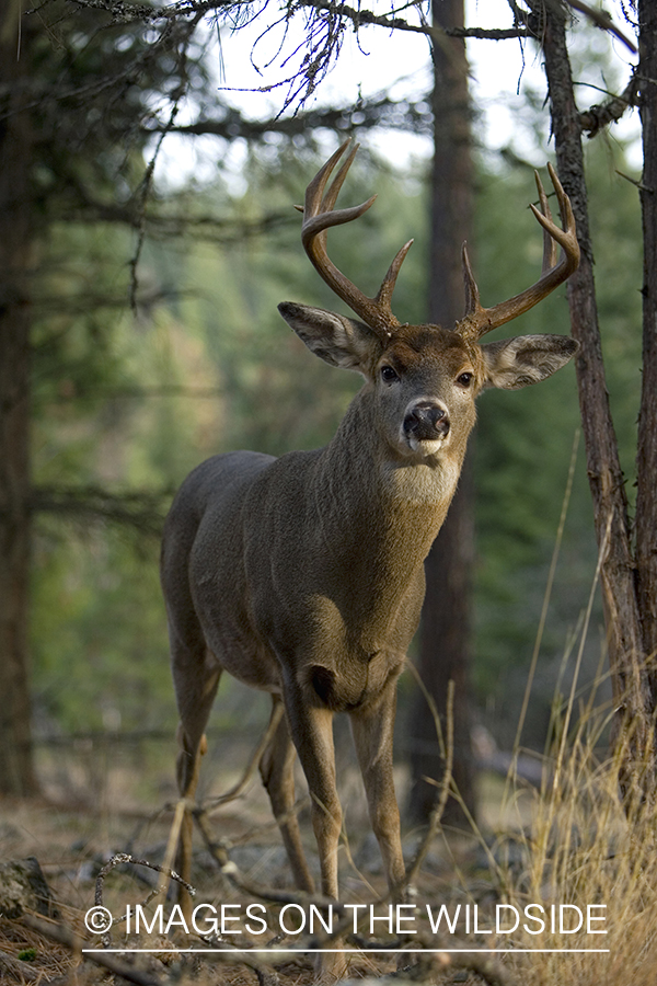 White-tailed deer in habitat