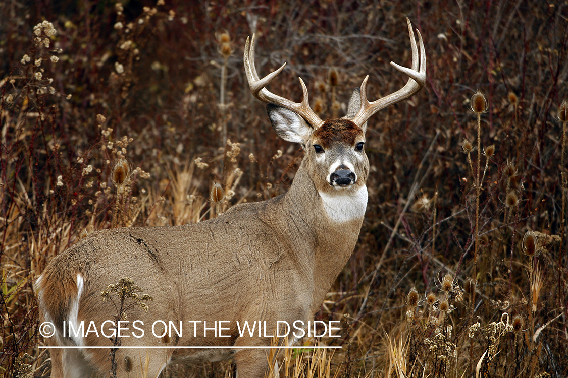 Whitetail Buck