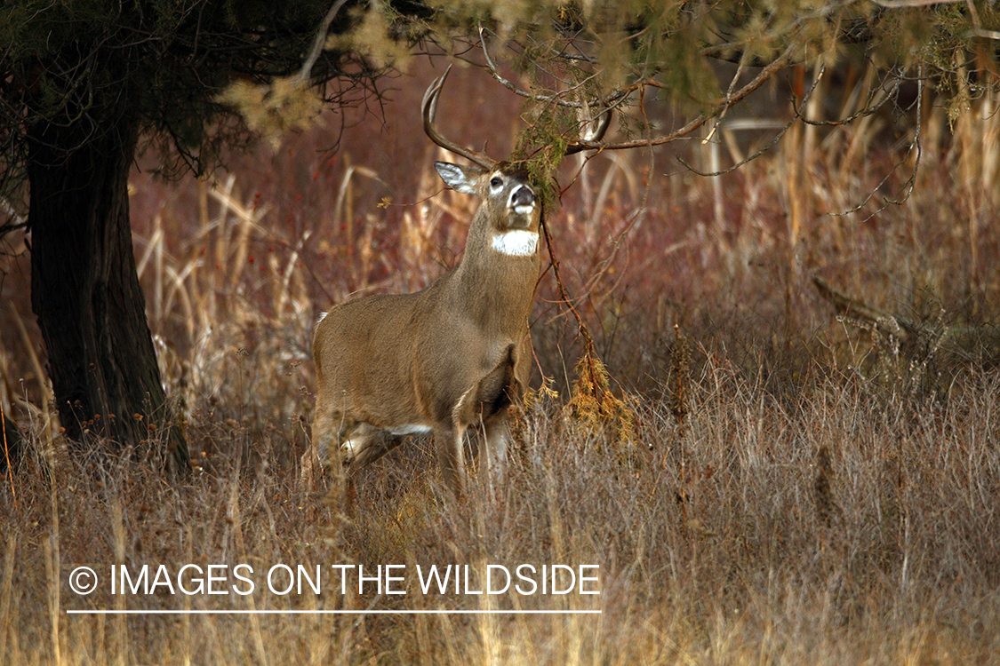 Whitetail Buck in Rut