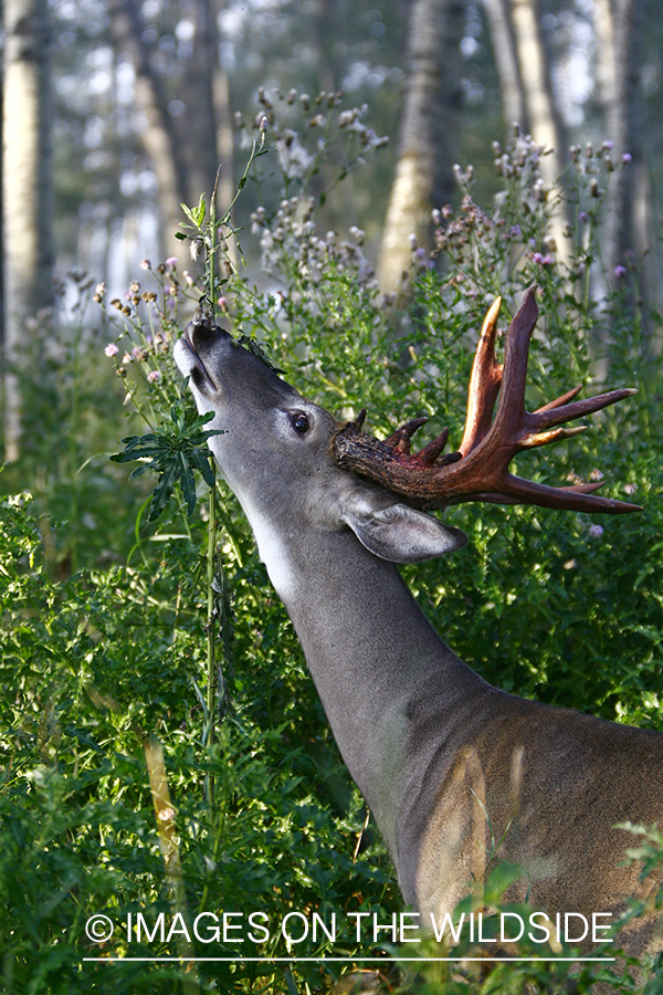 Whitetail buck shedding velvet