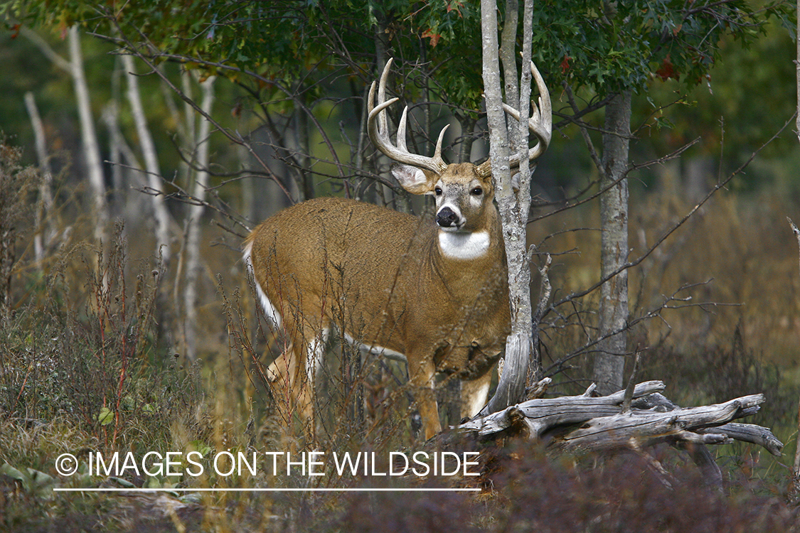 Whitetail buck in habitat