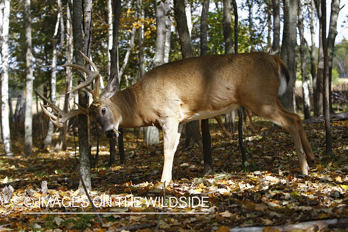 Whitetail buck rubbing antlers on tree