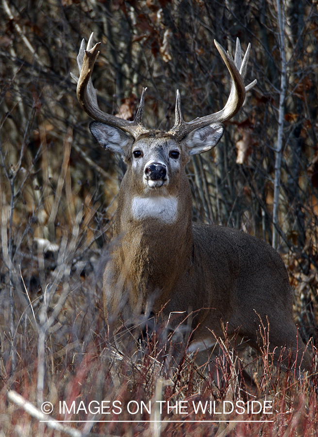 Whitetail buck in habitat.