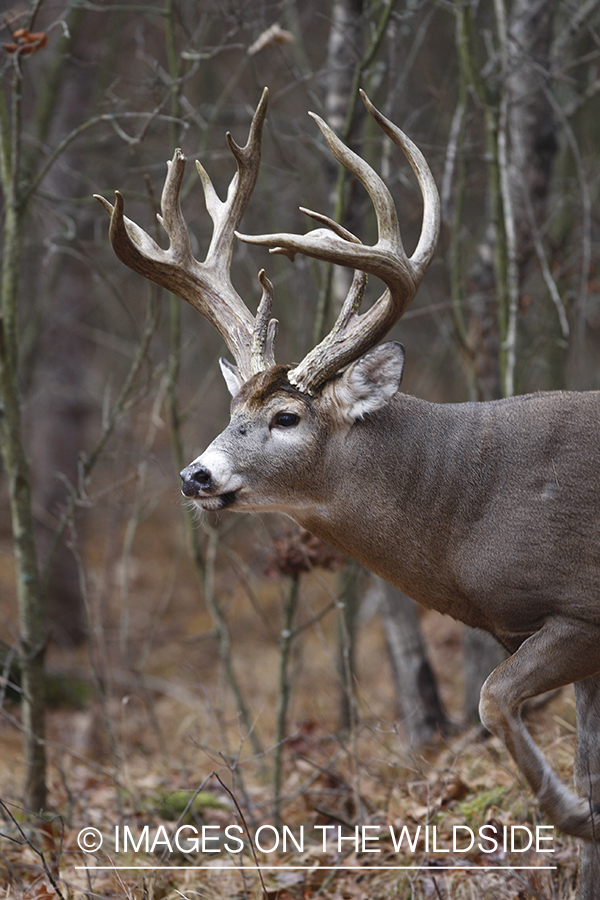 Whitetail buck in habitat.