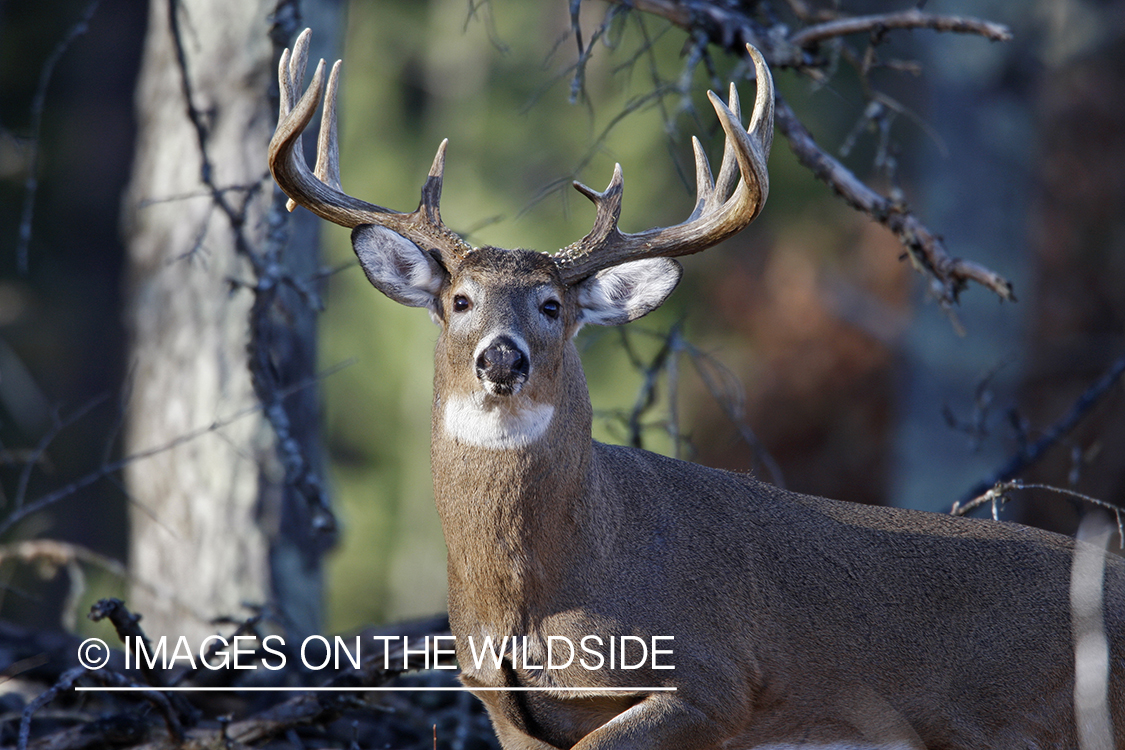 Whitetail buck in habitat.