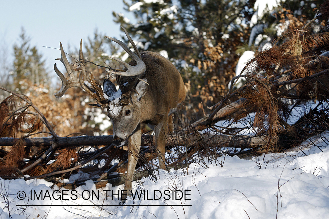 White-tailed buck in habitat.