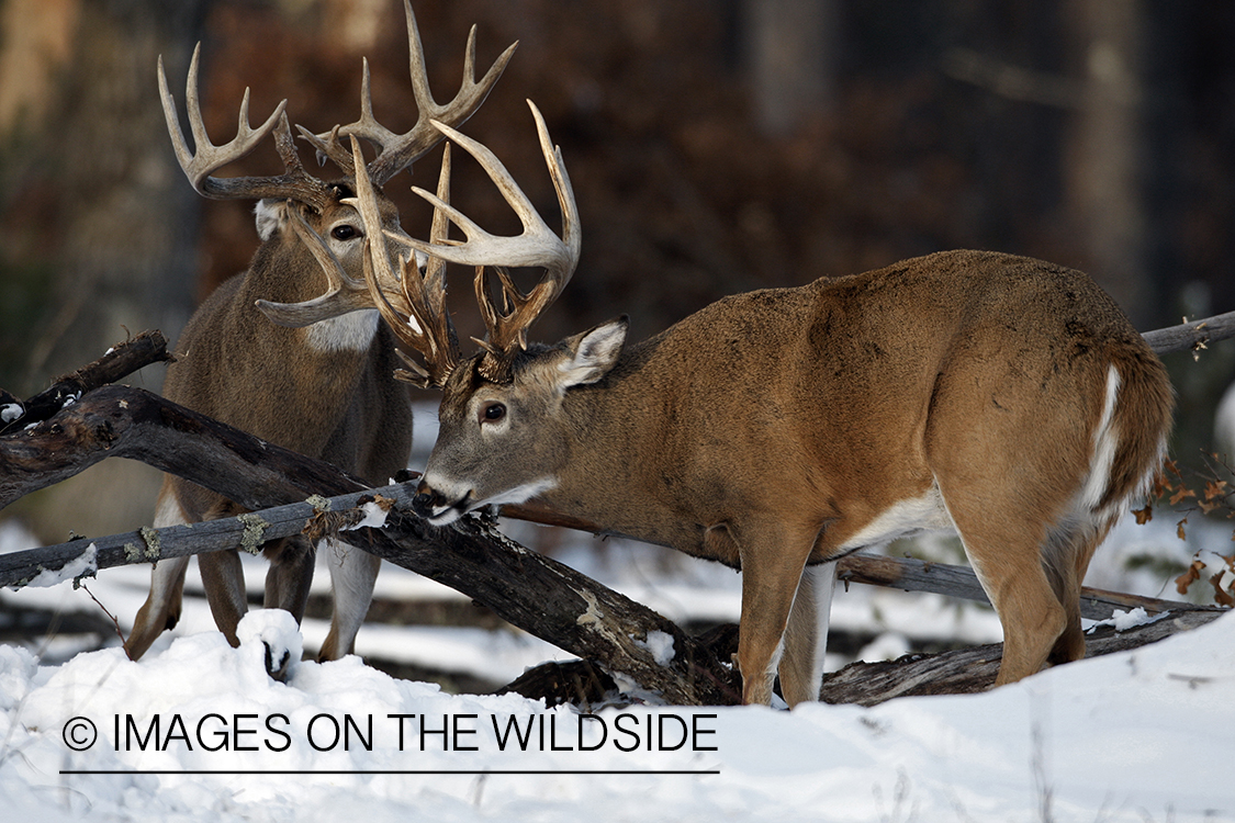 White-tailed buck in habitat.