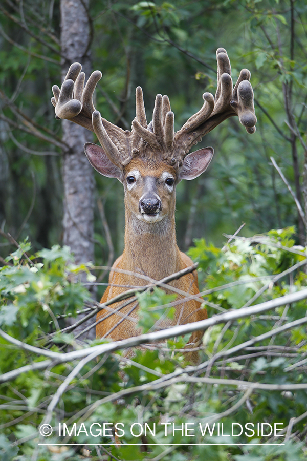 Whie-tailed deer apple creek