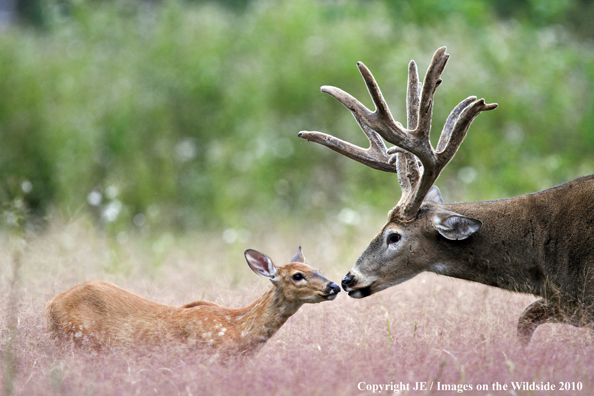 White-tailed buck in habitat with fawn