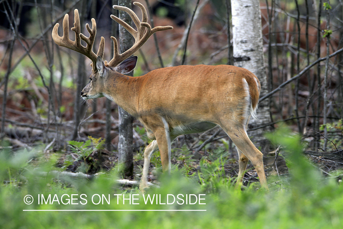 White-tailed buck in velvet 