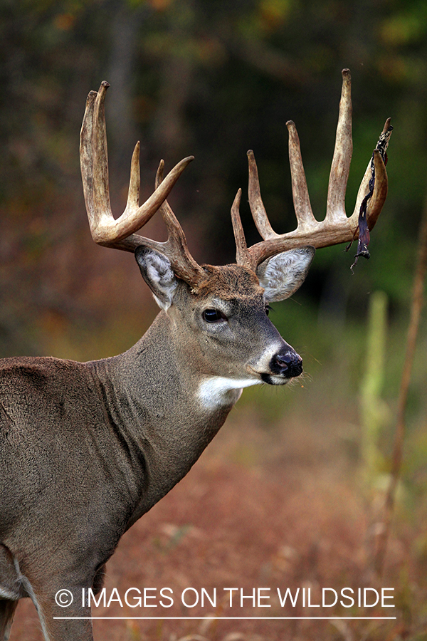 White-tailed buck in habitat. *