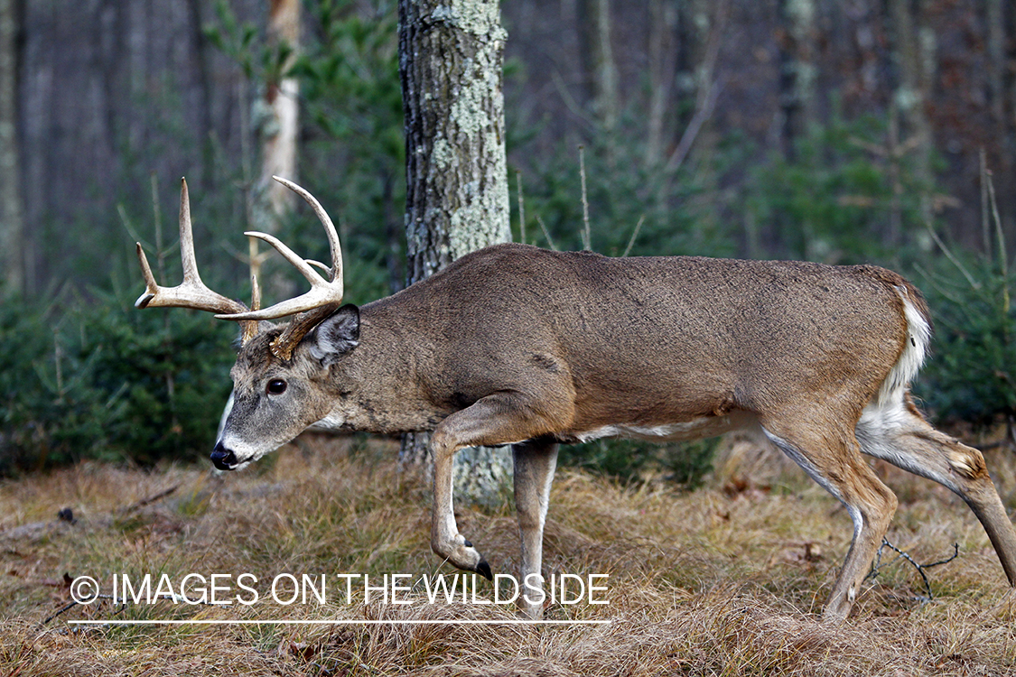 White-tailed buck in habitat. *