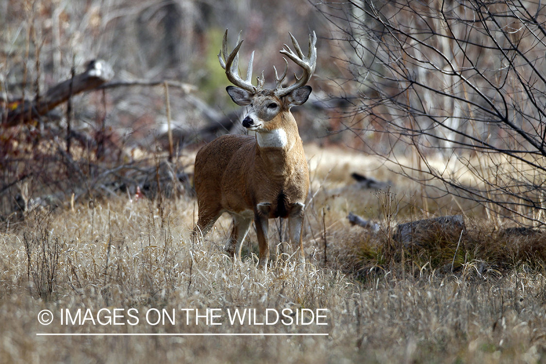 White-tailed buck in habitat. *