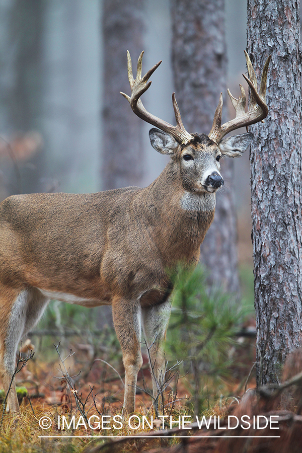 White-tailed buck in habitat. 