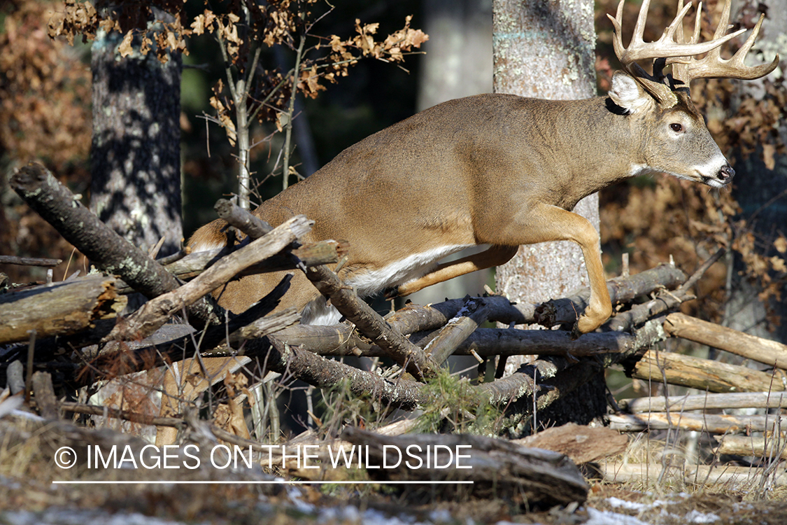 White-tailed buck in habitat. *