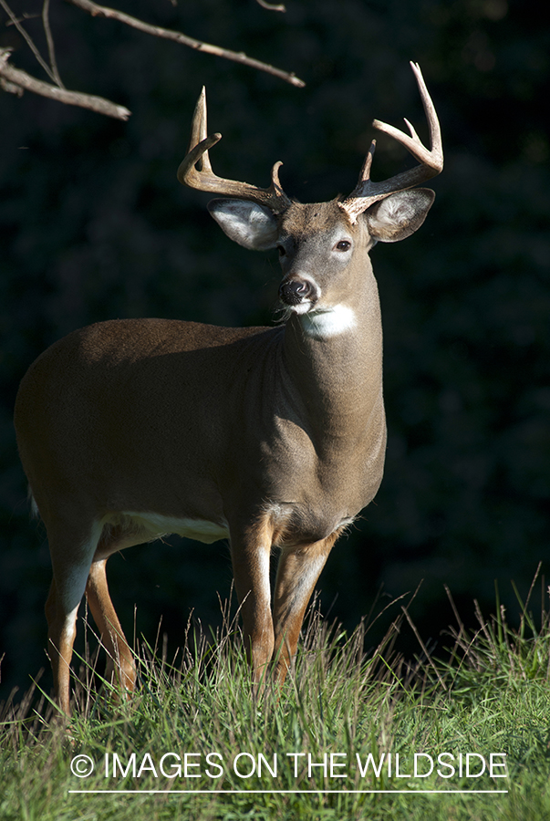 White-tailed buck in habitat. 